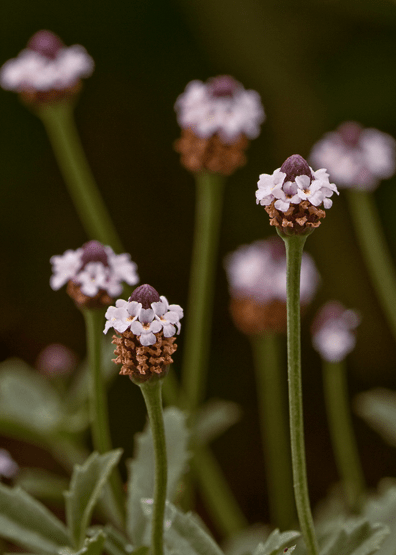 Frogfruit - Native Gardeners