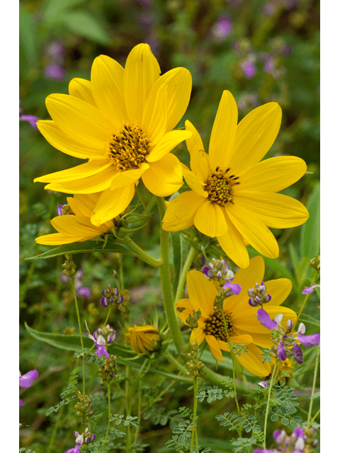 Cutleaf Daisy 'Engleman's' - Native Gardeners