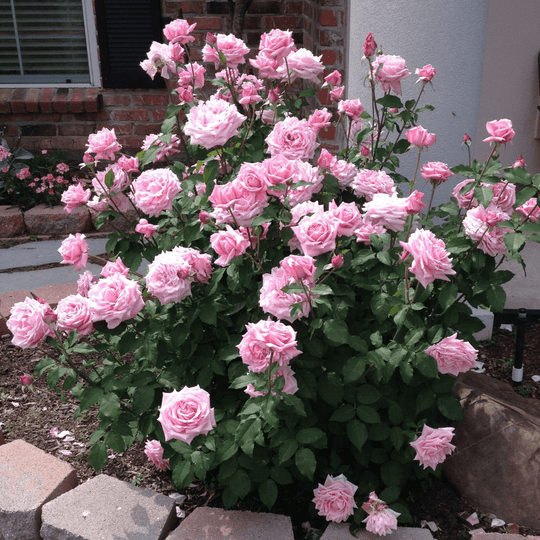 Rose 'Belinda's Dream' - Native Gardeners