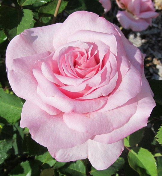 Rose 'Belinda's Dream' - Native Gardeners