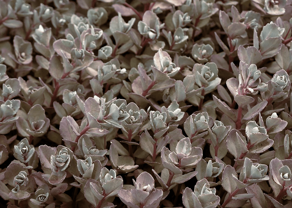 Bertrum1_1024x1024.png?v=