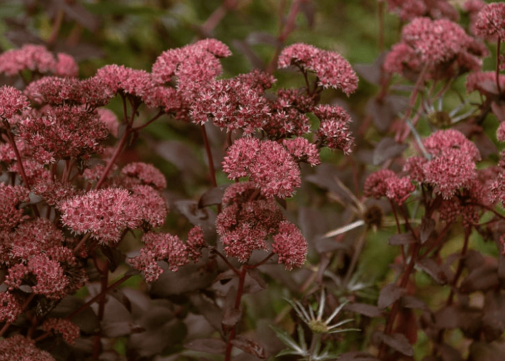 Sedum 'Bertram Anderson' - Native Gardeners