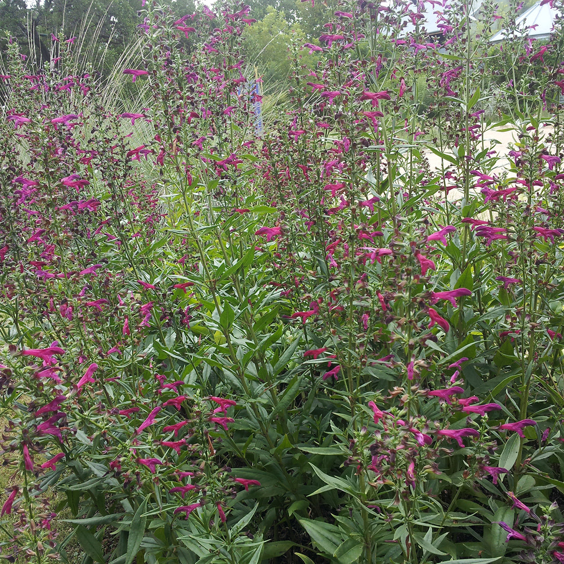 Salvia 'Big Red'