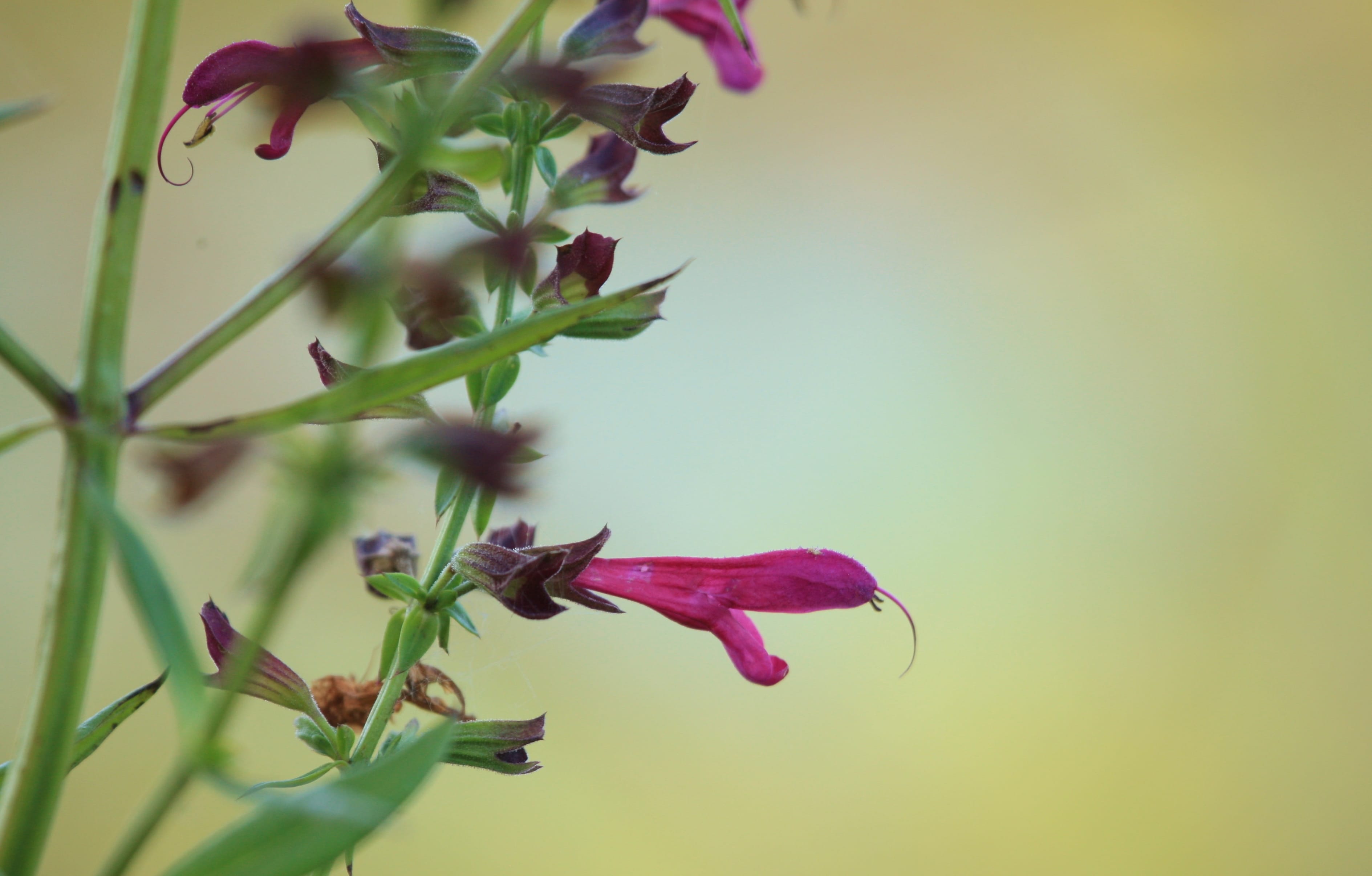 Salvia 'Big Red'