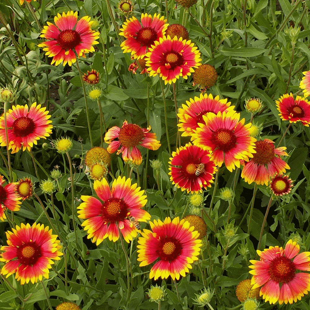 Blanketflower - Native Gardeners