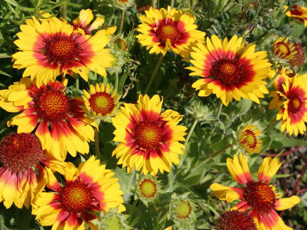 Blanketflower - Native Gardeners