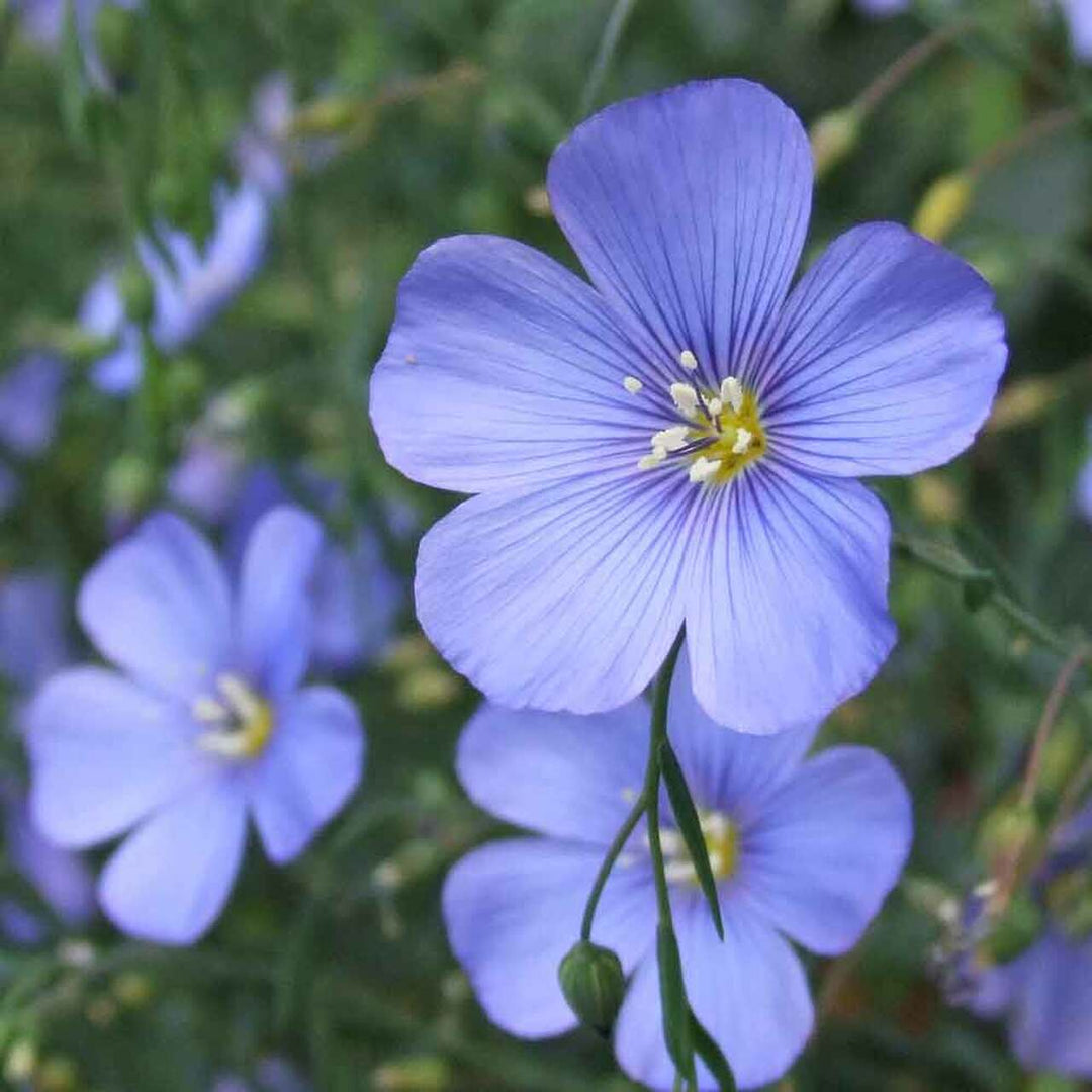 blue flax lily flower Blue Flax