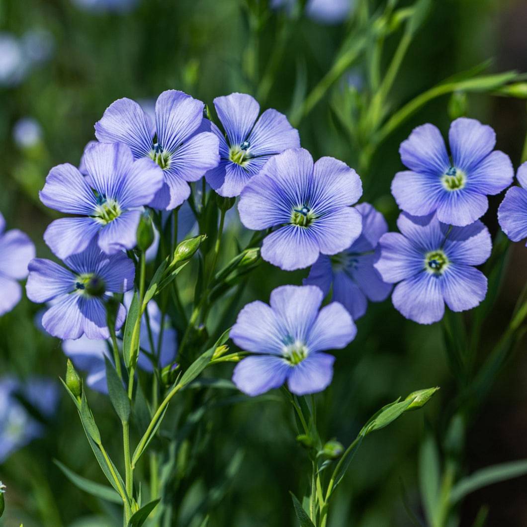flax seed plant origin Blue Flax
