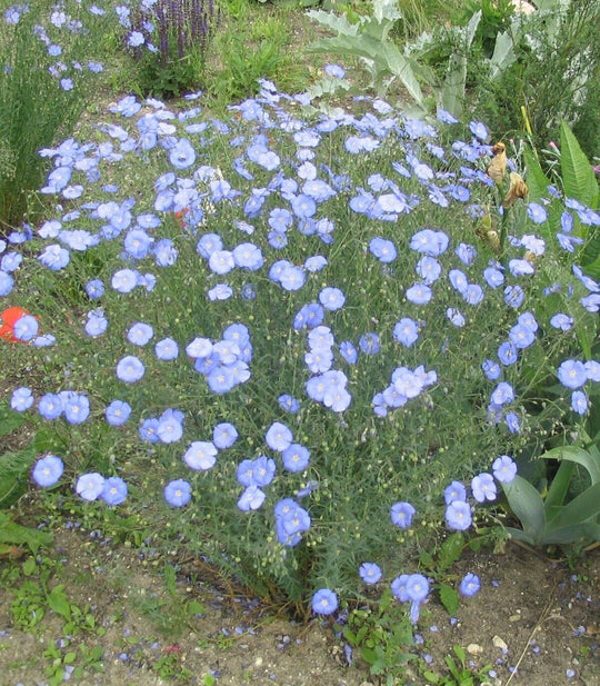 Blue Flax - Native Gardeners