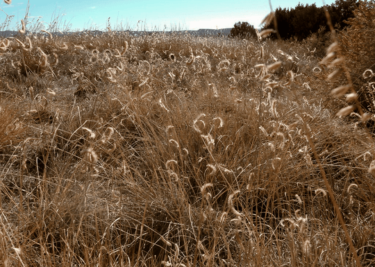 Blue Grama - Native Gardeners