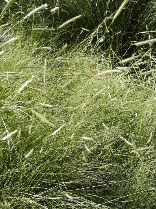 Blue Grama - Native Gardeners