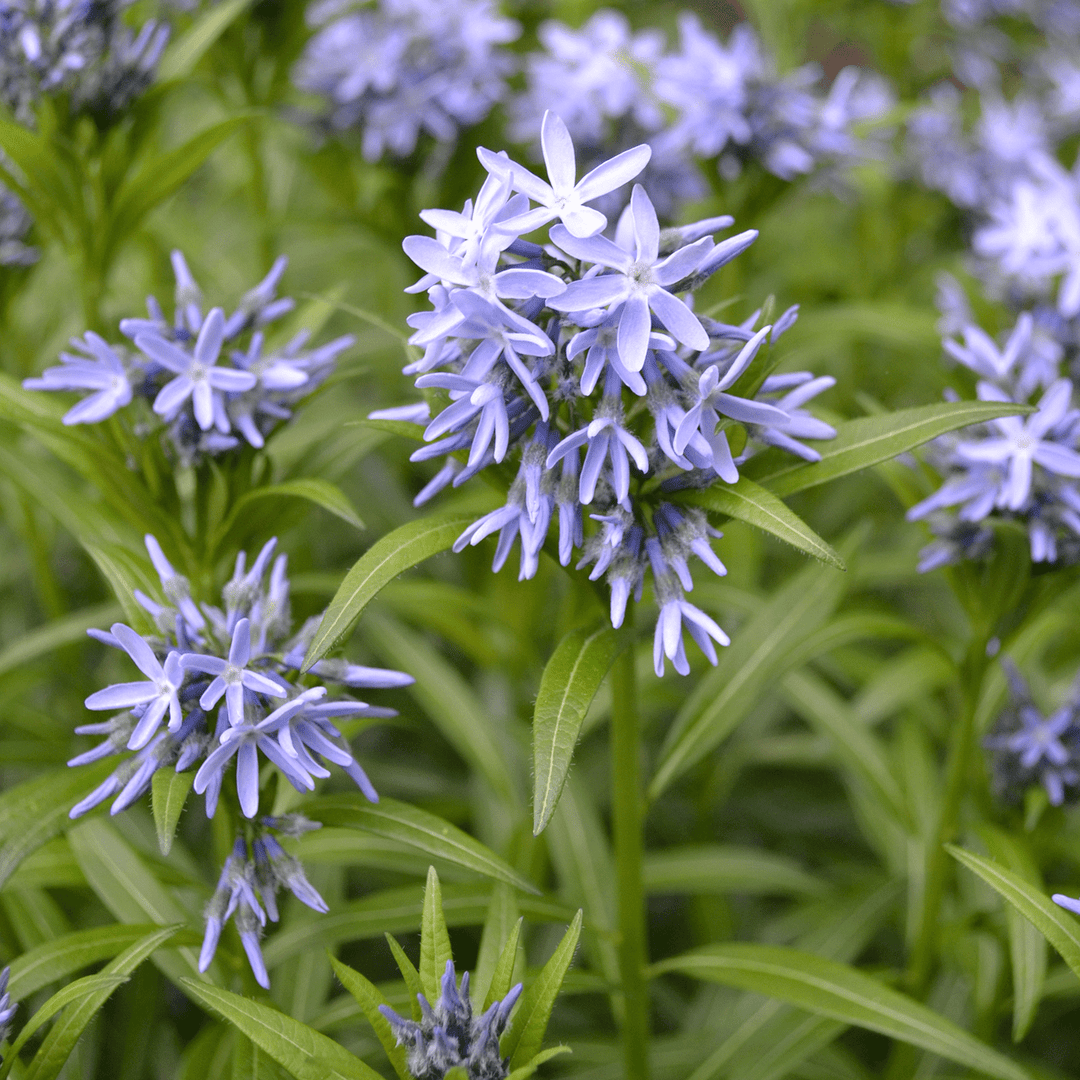 Eastern Bluestar - Native Gardeners