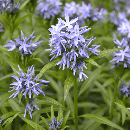 Eastern Bluestar - Native Gardeners