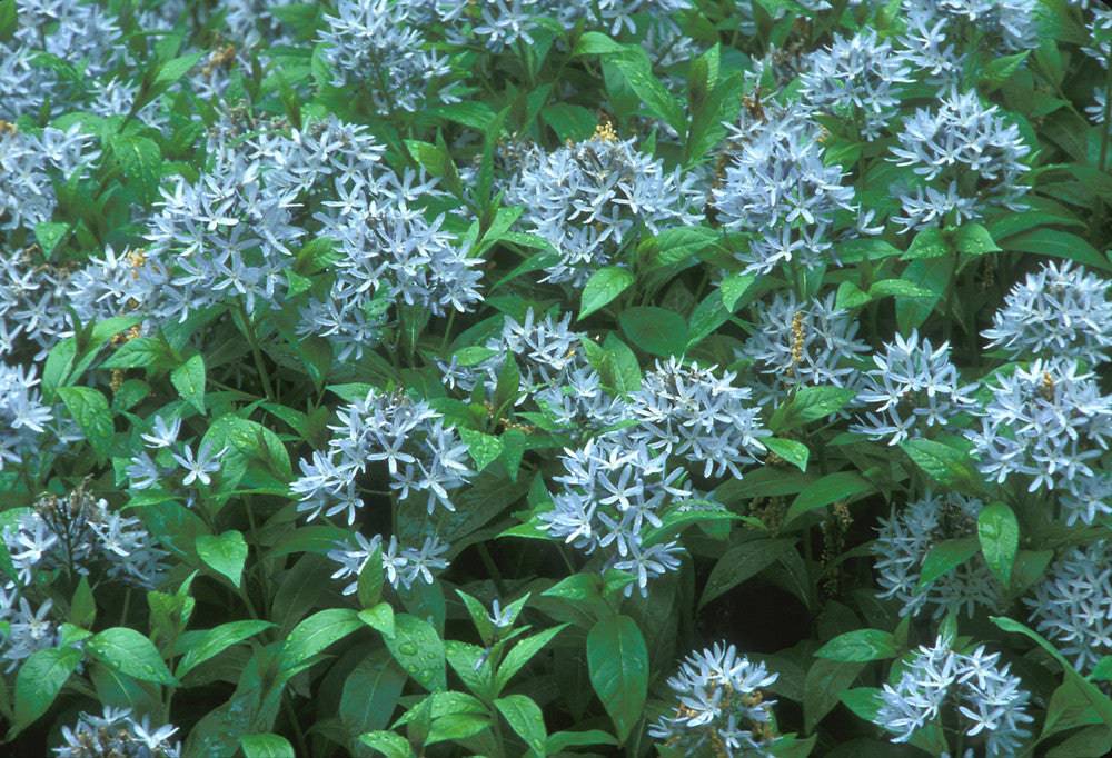 Eastern Bluestar - Native Gardeners