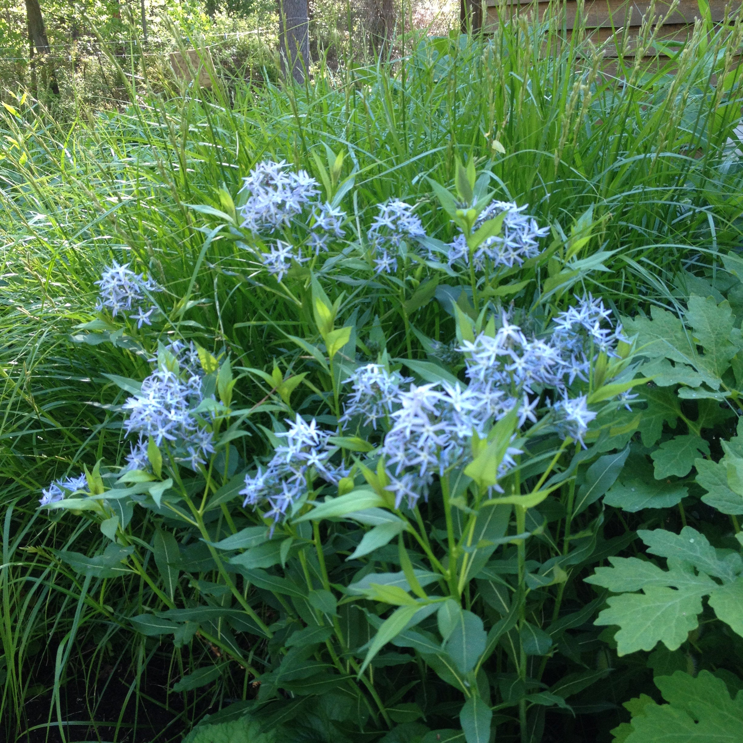 Eastern Bluestar