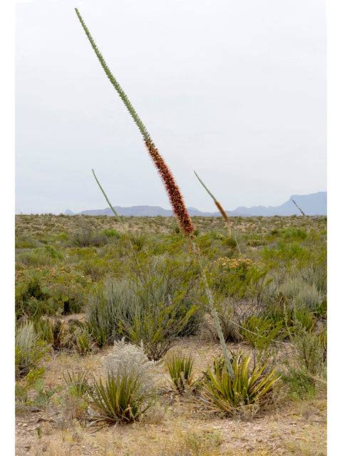 Agave 'Lechuguilla' flower