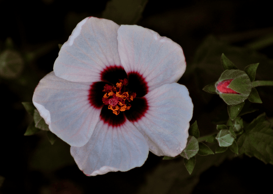 Rock Rose 'Brazilian' - Native Gardeners