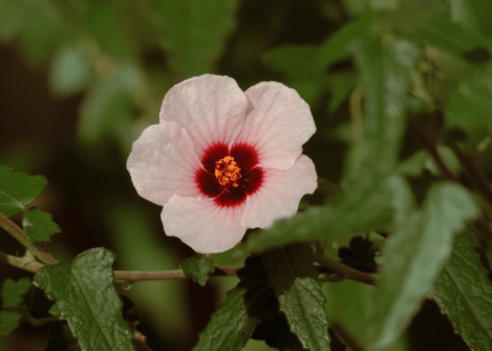 Rock Rose 'Brazilian' - Native Gardeners