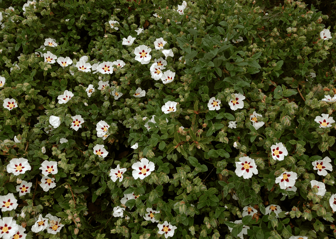 Brazilian Roses Rock Rose 'Brazilian' – Native Gardeners