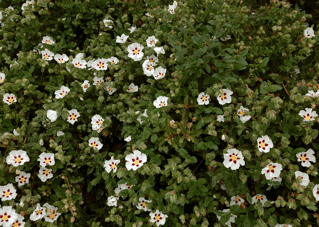 Rock Rose 'Brazilian' - Native Gardeners