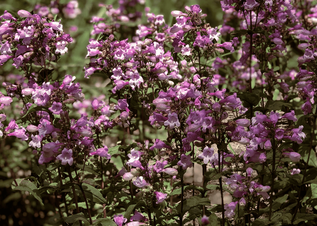 Gulf Penstemon - Native Gardeners