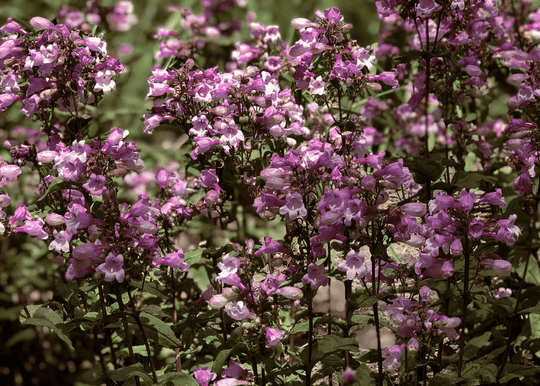 Gulf Penstemon - Native Gardeners