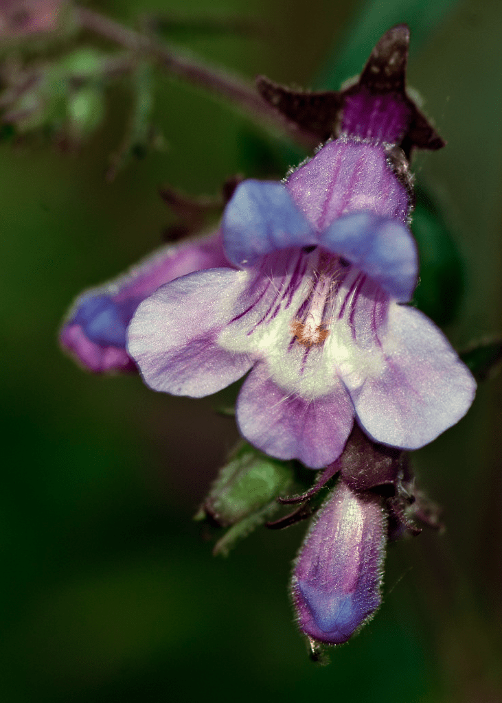 Gulf Penstemon - Native Gardeners