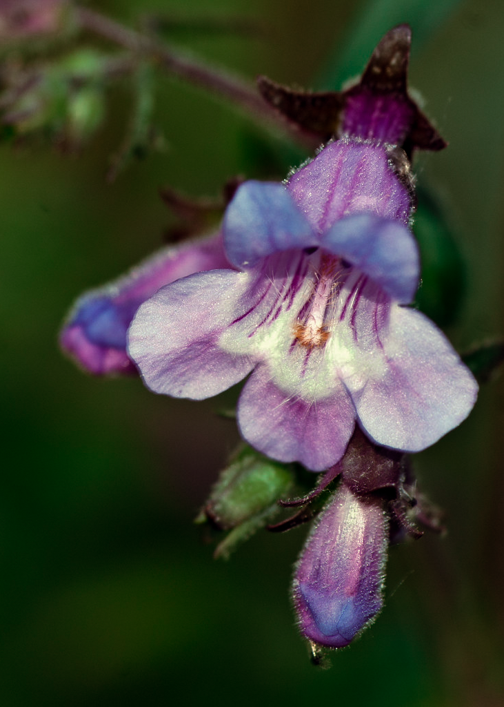 Gulf Penstemon