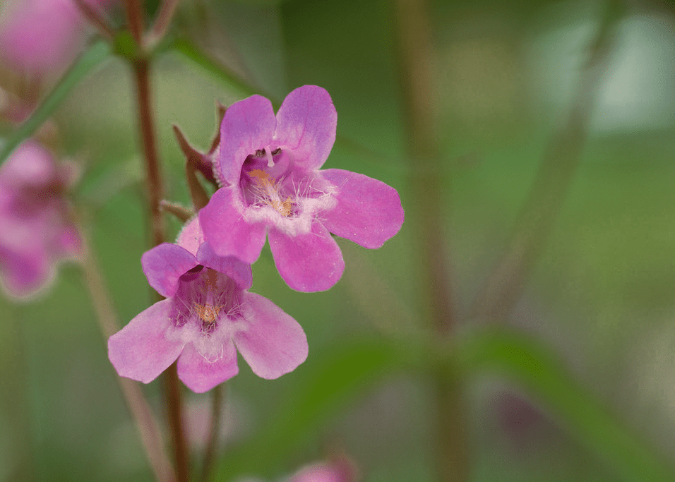 Gulf Penstemon - Native Gardeners