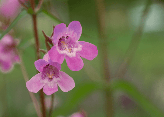 Gulf Penstemon - Native Gardeners