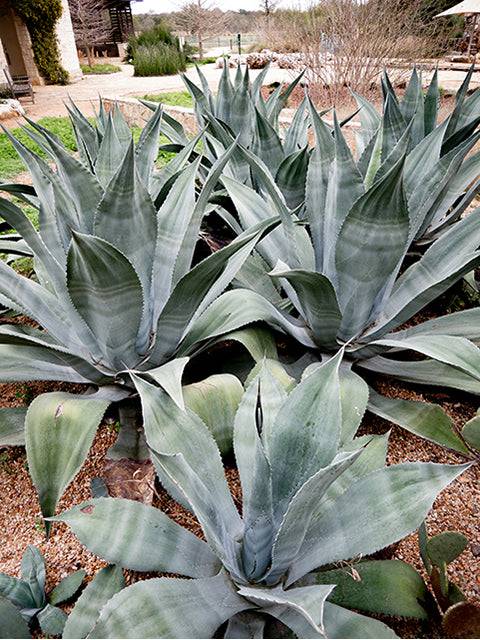 Agave 'Blue' Century Plants