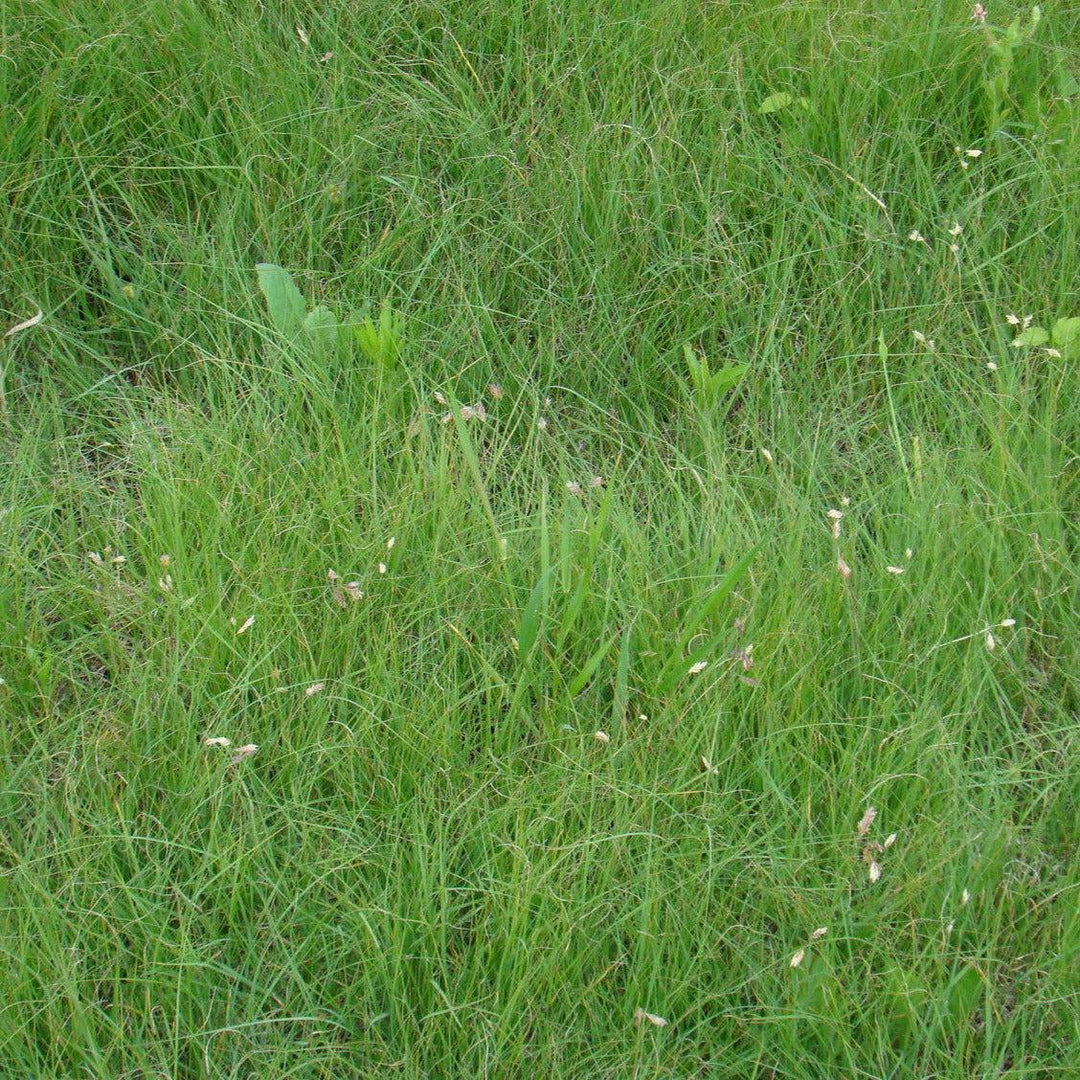 Buffalograss 3.4 oz - Native Gardeners