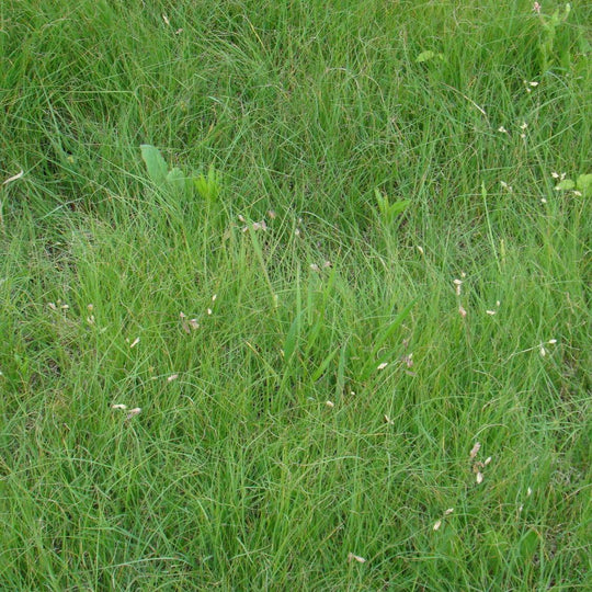 Buffalograss 3.4 oz - Native Gardeners