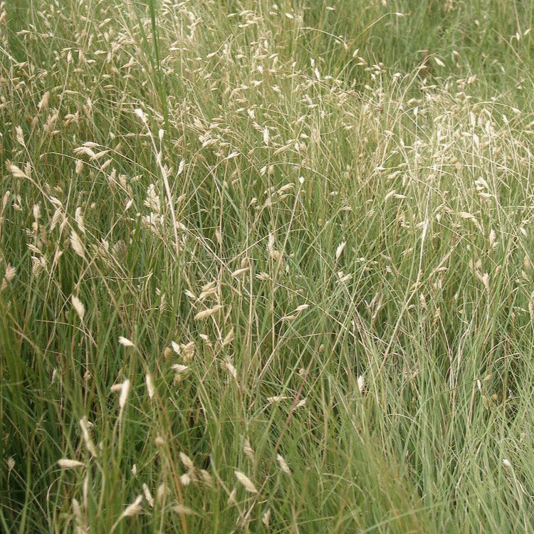 Buffalograss 3.4 oz