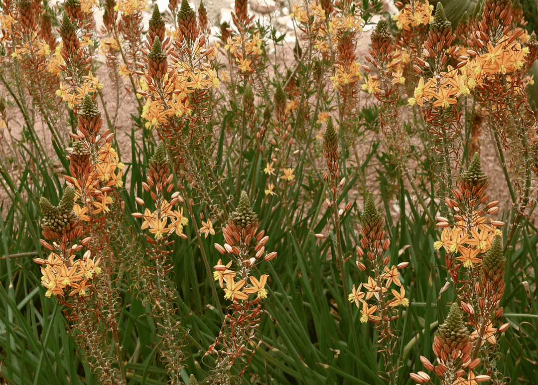 Orange Bulbine - Native Gardeners