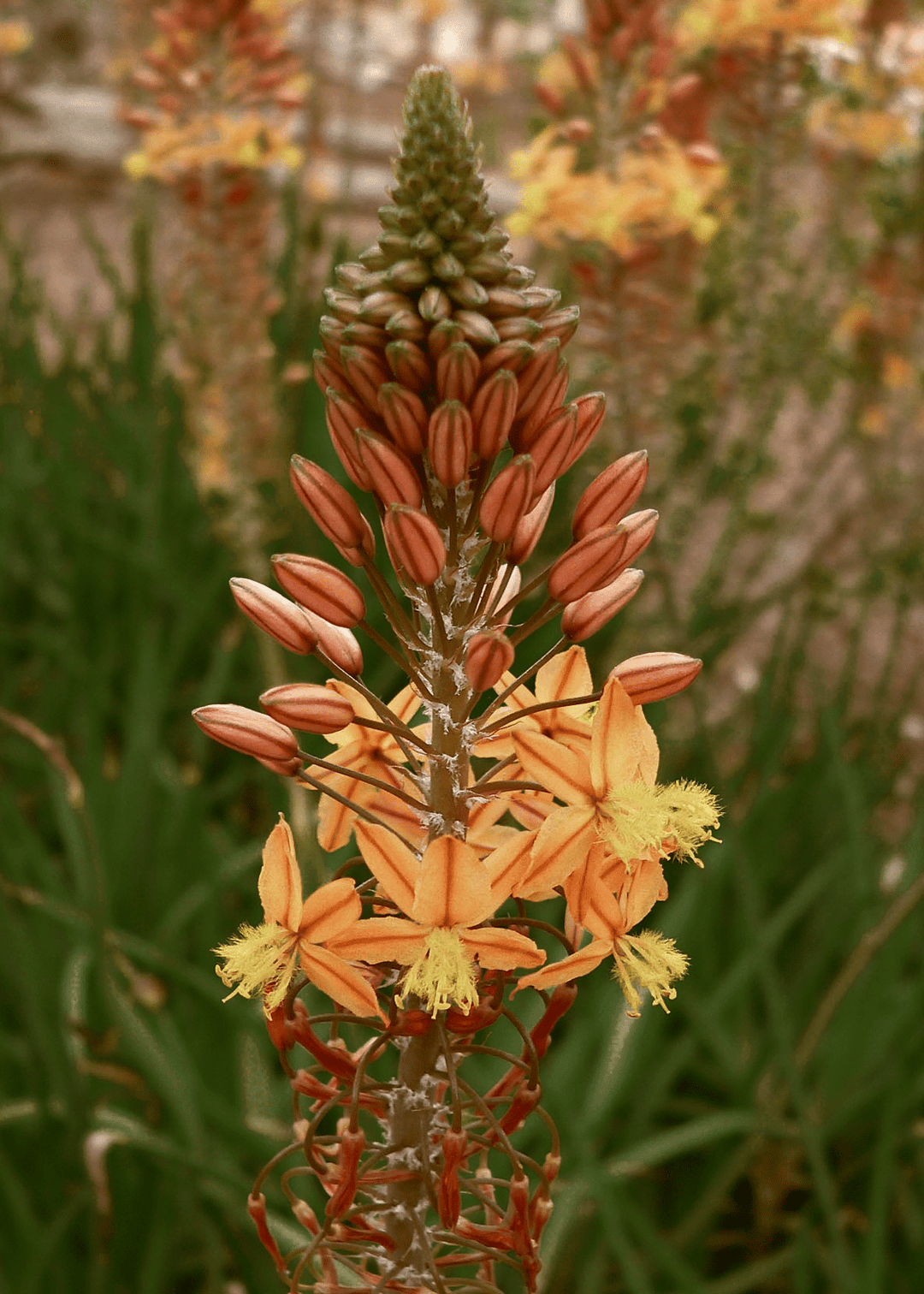 Orange Bulbine - Native Gardeners