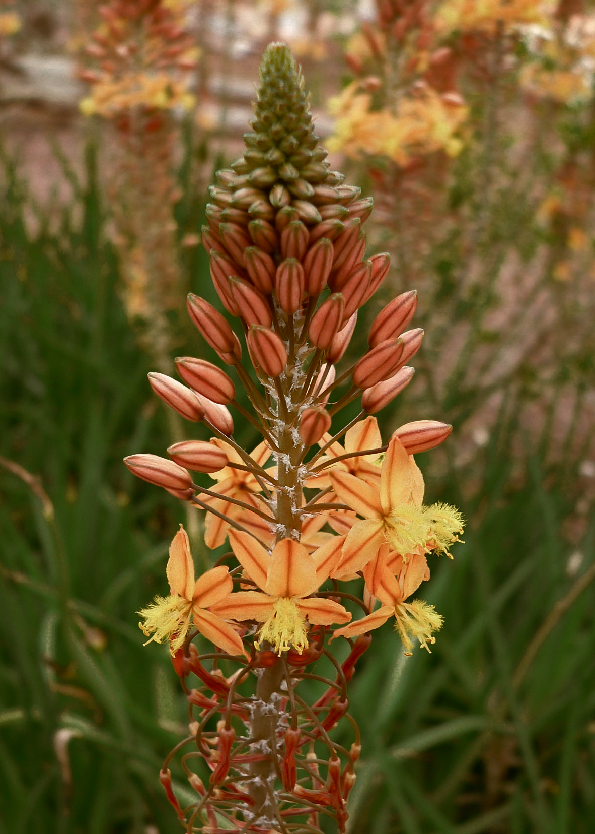 Orange Bulbine