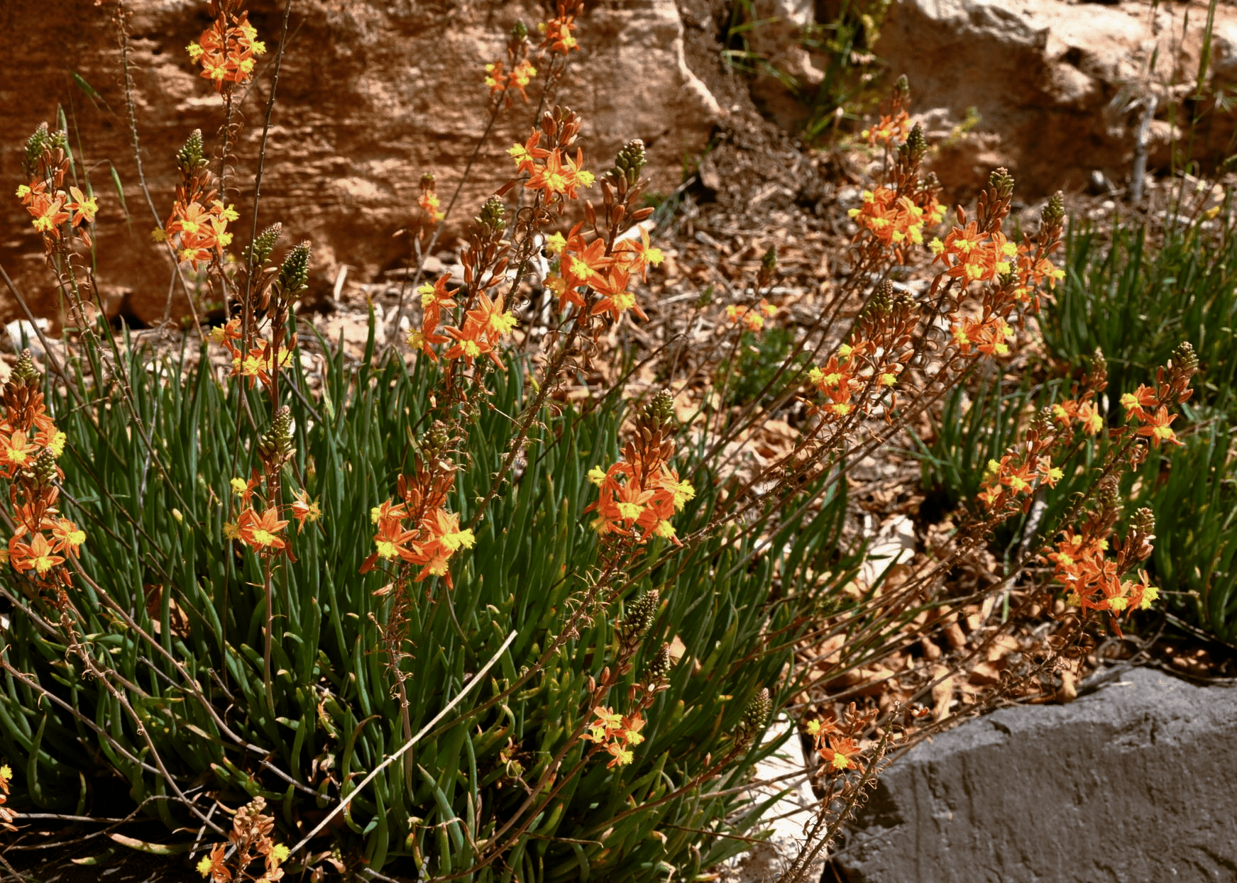 Orange Bulbine - Native Gardeners