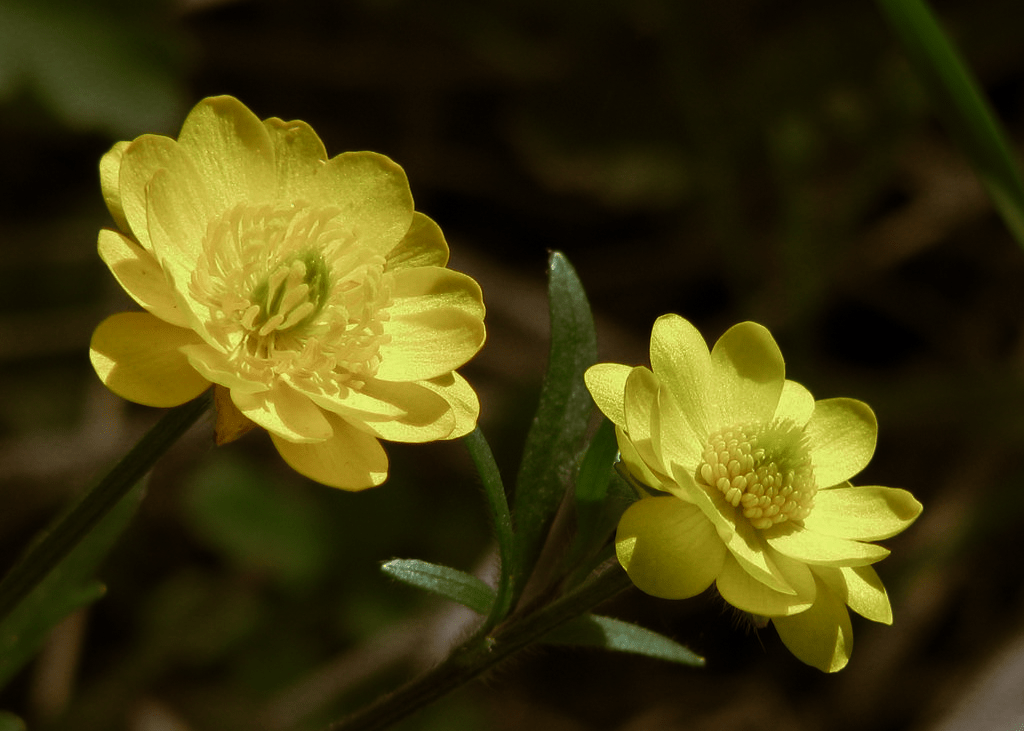 Buttercup - Native Gardeners