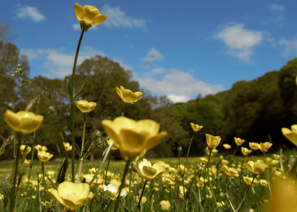 Buttercup - Native Gardeners