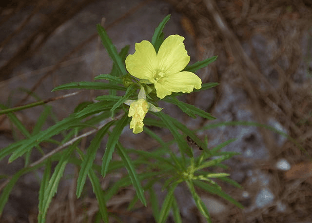 Square-bud Evening Primrose 'Compact Upright' - Native Gardeners