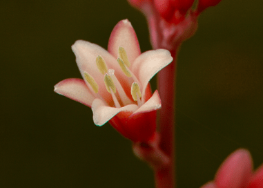 Hesperaloe 'Red Yucca' - Native Gardeners