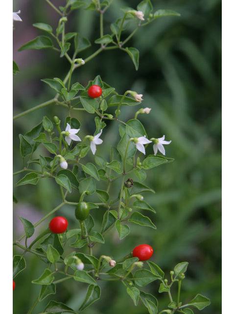 Chile Tepín - Native Gardeners