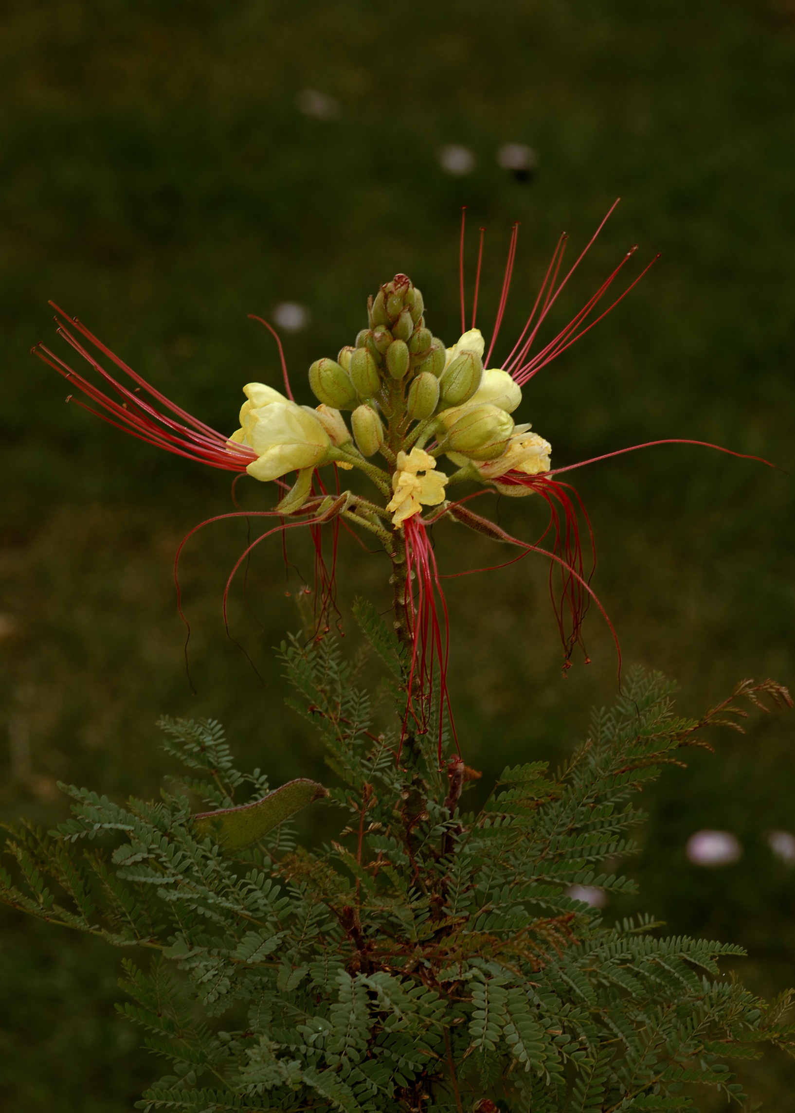 Desert Bird of Paradise