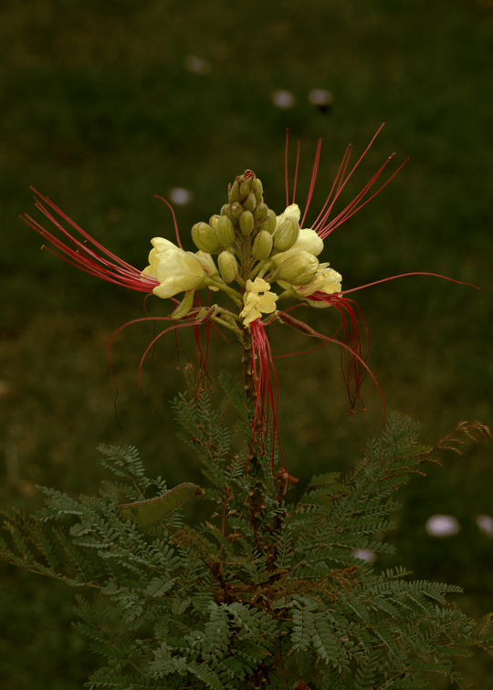 Desert Bird of Paradise - Native Gardeners