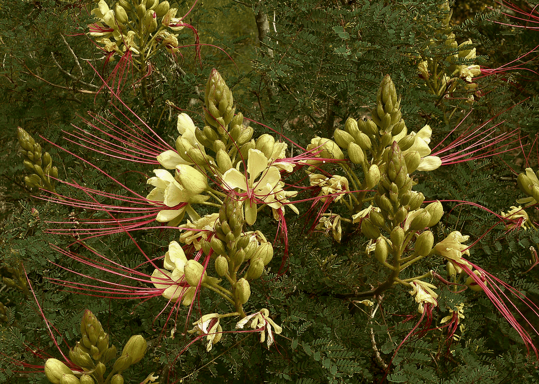 How to Transplant a Desert Bird of Paradise: Expert Tips Revealed