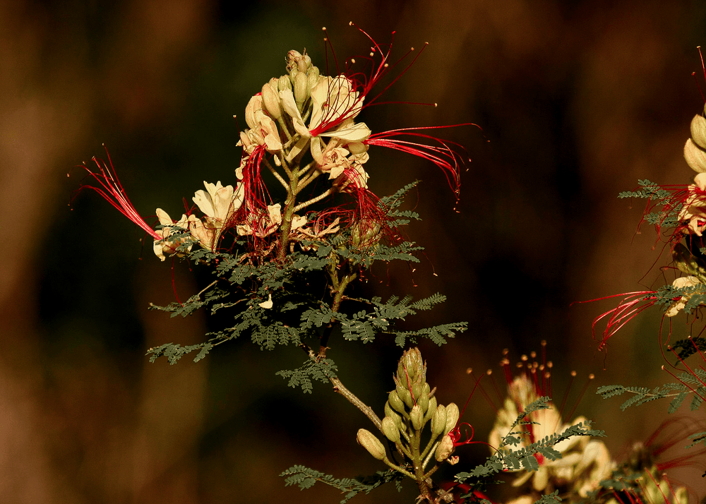 How to Grow Desert Bird of Paradise from Seed: Ultimate Guide