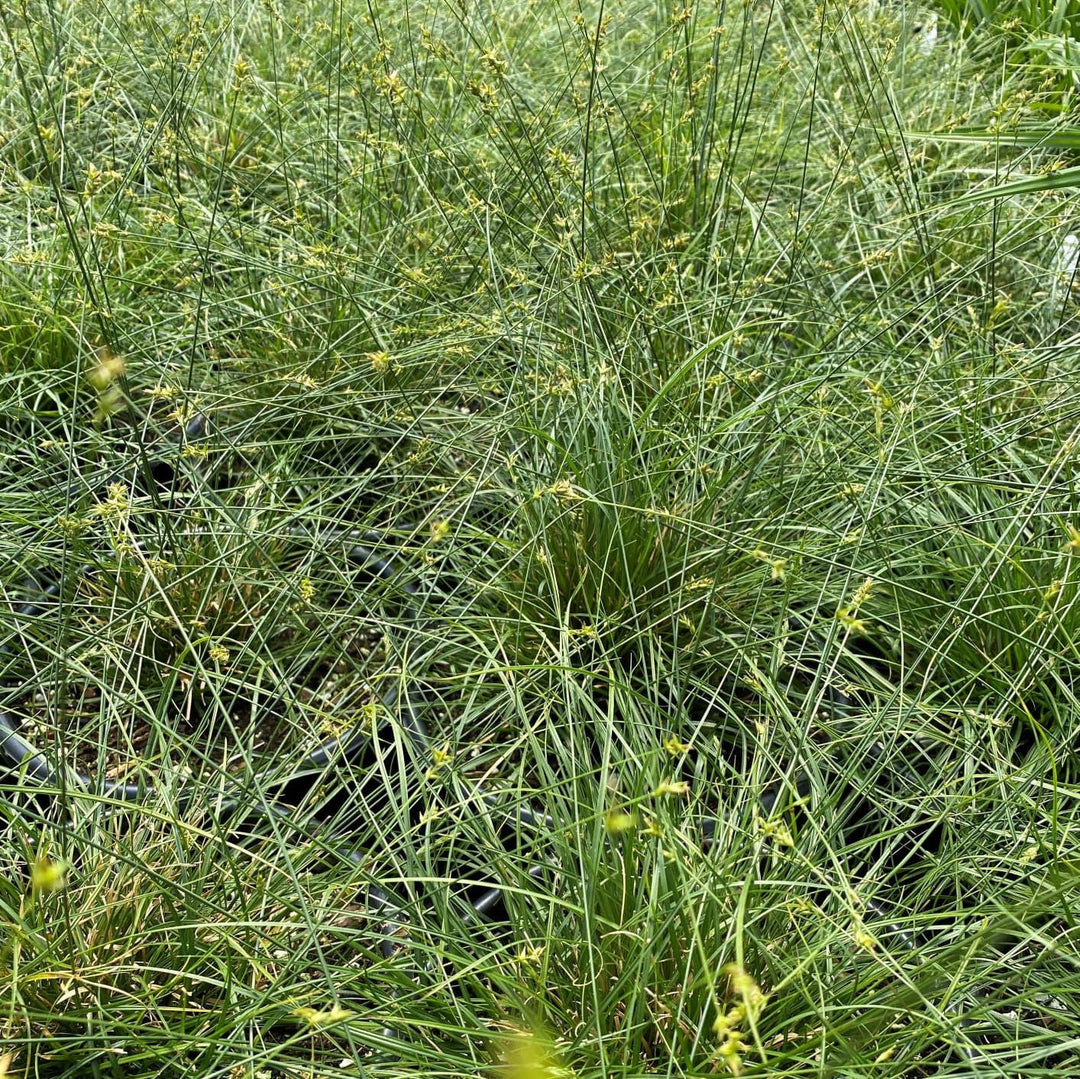 Texas Sedge - Native Gardeners