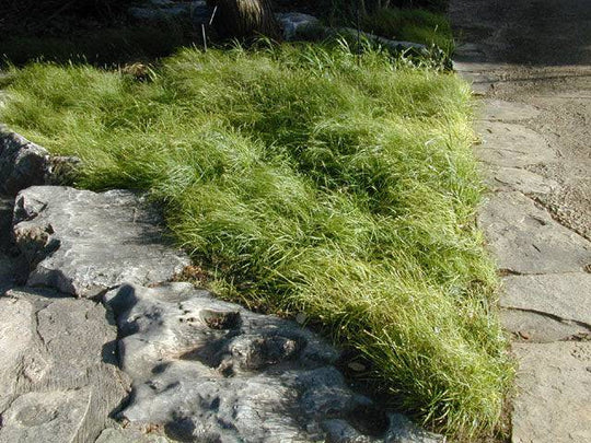 Texas Sedge - Native Gardeners