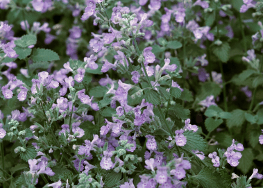 Catmint 'Walkers Low' - Native Gardeners